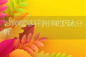 种公兔的饲养管理