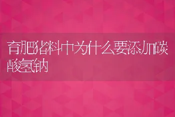 育肥猪料中为什么要添加碳酸氢钠