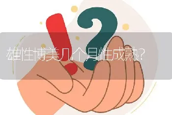 雄性博美几个月性成熟？