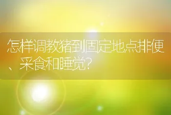 怎样调教猪到固定地点排便、采食和睡觉？