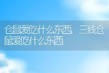 仓鼠爱吃什么东西，三线仓鼠爱吃什么东西