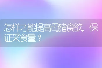 怎样才能提高母猪食欲，保证采食量？