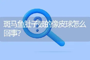 斑马鱼肚子鼓的像皮球怎么回事？