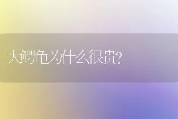 大鳄龟为什么很贵？