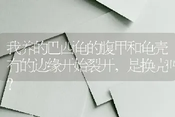 我养的巴西龟的腹甲和龟壳有的边缘开始裂开，是换壳吗？