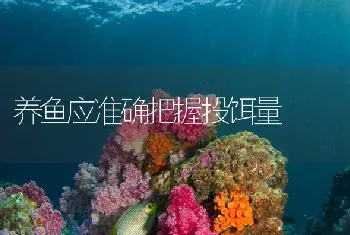 养鱼应准确把握投饵量