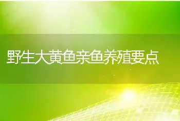 野生大黄鱼亲鱼养殖要点