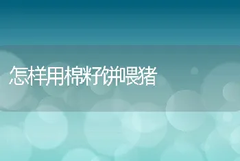 怎样用棉籽饼喂猪