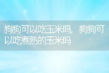 狗狗可以吃玉米吗，狗狗可以吃煮熟的玉米吗