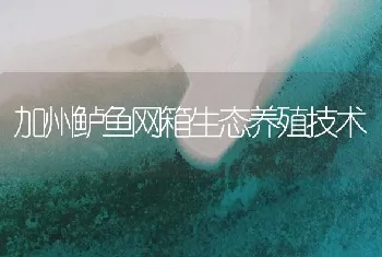 加州鲈鱼网箱生态养殖技术