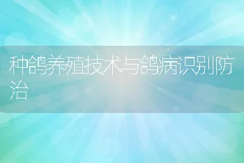 种鸽养殖技术与鸽病识别防治