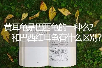 黄耳龟是巴西龟的一种么? 和巴西红耳龟有什么区别？