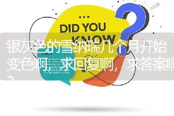 银灰色的雪纳瑞几个月开始变色啊，求回复啊，求答案啊？