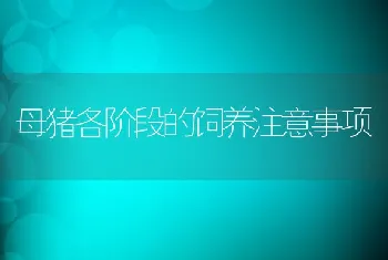 母猪各阶段的饲养注意事项