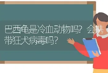 巴西龟是冷血动物吗?会携带狂犬病毒吗？