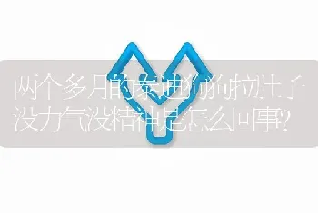 两个多月的泰迪狗狗拉肚子没力气没精神是怎么回事？