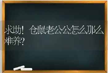 求助！仓鼠老公公怎么那么难养？