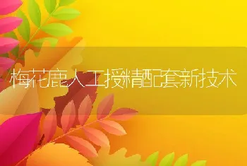 獭兔的饲养管理