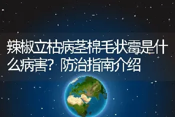 辣椒立枯病茎棉毛状霉是什么病害？防治指南介绍