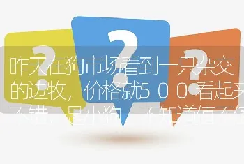 昨天在狗市场看到一只杂交的边牧，价格就500看起来不错，是小狗，不知道值不值得买，大家给个意见？