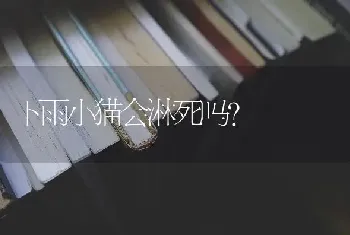 下雨小猫会淋死吗？