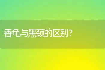 香龟与黑颈的区别？