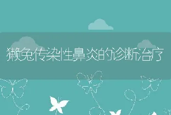 獭兔传染性鼻炎的诊断治疗