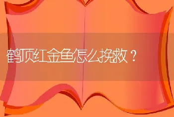 鹤顶红金鱼怎么挽救？