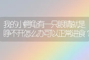 我的小鳄龟有一只眼睛就是睁不开怎么办可以正常进食？