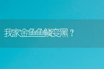 我家金鱼鱼鳞变黑？