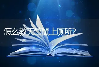 怎么教天竺鼠上厕所？