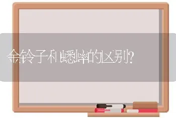 金火焰龟是什么？