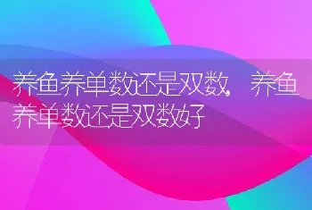 养鱼养单数还是双数，养鱼养单数还是双数好