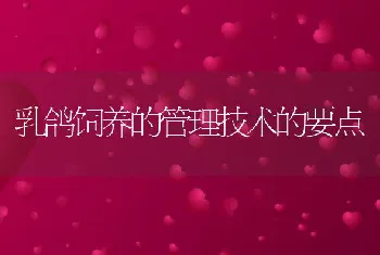 乳鸽饲养的管理技术的要点