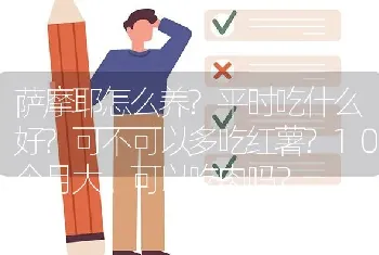 萨摩耶怎么养?平时吃什么好?可不可以多吃红薯?10个月大。可以吃肉吗？