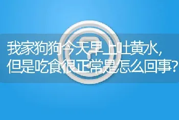 我家狗狗今天早上吐黄水，但是吃食很正常是怎么回事？