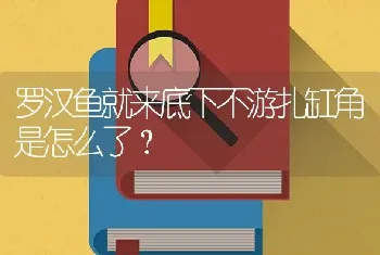 罗汉鱼就来底下不游扎缸角是怎么了？