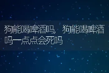 狗能喝啤酒吗，狗能喝啤酒吗一点点会死吗