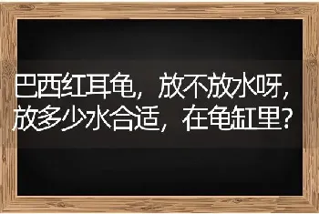 巴西红耳龟，放不放水呀，放多少水合适，在龟缸里？