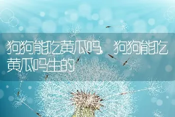 狗狗能吃黄瓜吗，狗狗能吃黄瓜吗生的