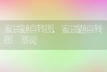 蜜袋鼯自残图，蜜袋鼯自残图 暴毙