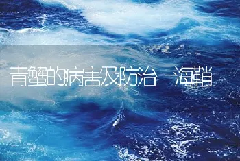 青蟹的病害及防治―海鞘