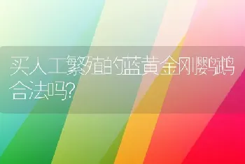 五个月的母比熊抱到主人的腿像公狗一样正常吗？