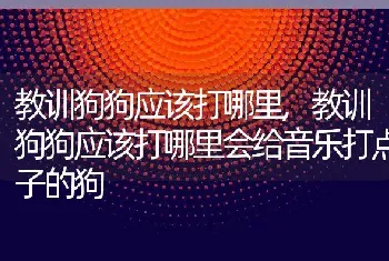 教训狗狗应该打哪里会给音乐打点子的狗