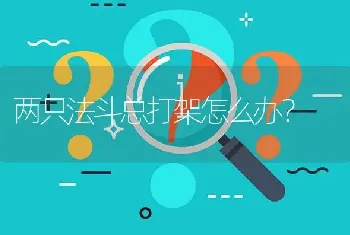 两只法斗总打架怎么办？