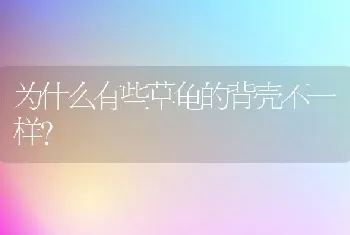 为什么有些草龟的背壳不一样？