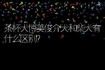 茶杯犬博美俊介犬和柴犬有什么区别？