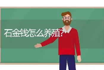 石金钱怎么养殖？