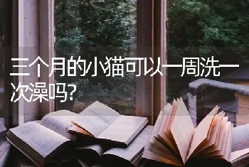 三个月的小猫可以一周洗一次澡吗？