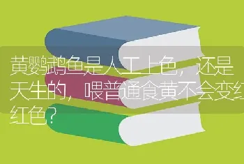 黄鹦鹉鱼是人工上色，还是天生的，喂普通食黄不会变红红色？